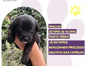 Cachorro raça SRD-ViraLata idade Abaixo de 2 meses nome Presidenta