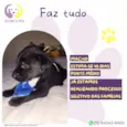 Faz tudo