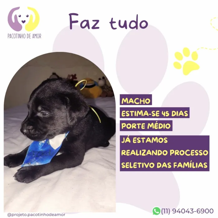 Cachorro raça SRD-ViraLata idade 2 a 6 meses nome Faz tudo
