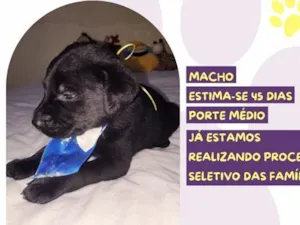Cachorro raça SRD-ViraLata idade 2 a 6 meses nome Faz tudo