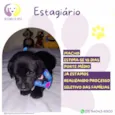 Estagiário