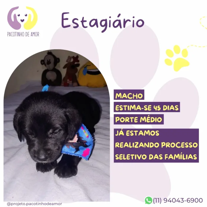 Cachorro raça SRD-ViraLata idade Abaixo de 2 meses nome Estagiário