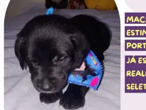 Cachorro raça SRD-ViraLata idade Abaixo de 2 meses nome Estagiário