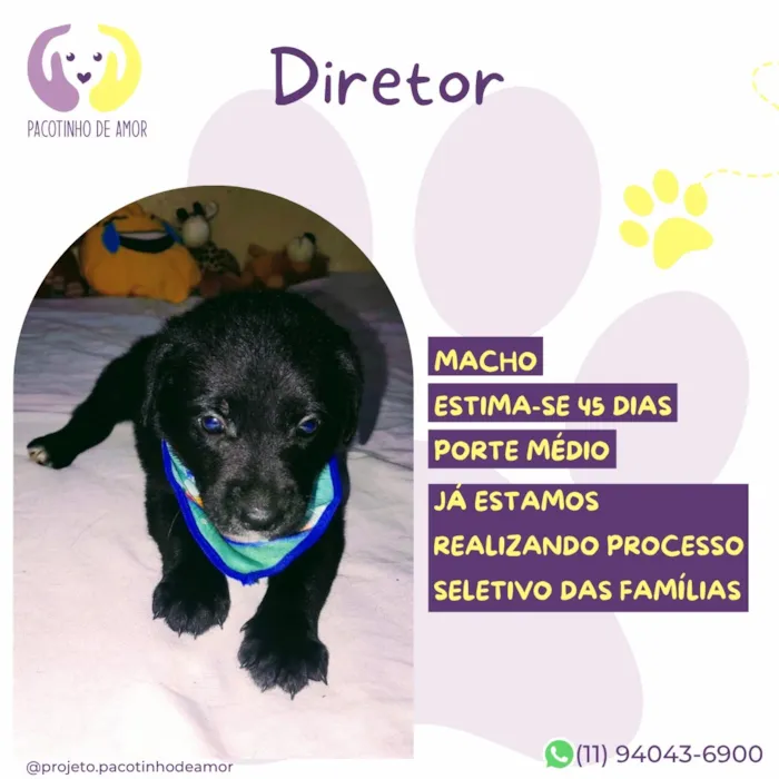 Cachorro raça SRD-ViraLata idade Abaixo de 2 meses nome Director