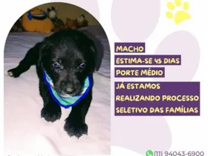 Cachorro raça SRD-ViraLata idade Abaixo de 2 meses nome Director