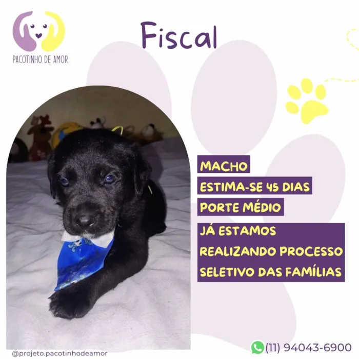 Cachorro raça SRD-ViraLata idade Abaixo de 2 meses nome Fiscal