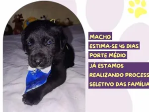 Cachorro raça SRD-ViraLata idade Abaixo de 2 meses nome Fiscal