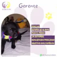 Gerente