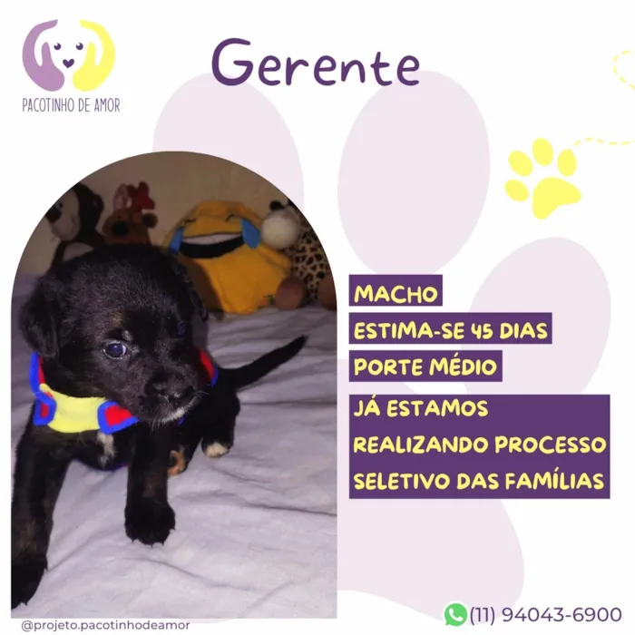 Cachorro raça SRD-ViraLata idade Abaixo de 2 meses nome Gerente