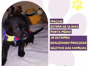 Cachorro raça SRD-ViraLata idade Abaixo de 2 meses nome Gerente