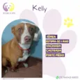Kelly