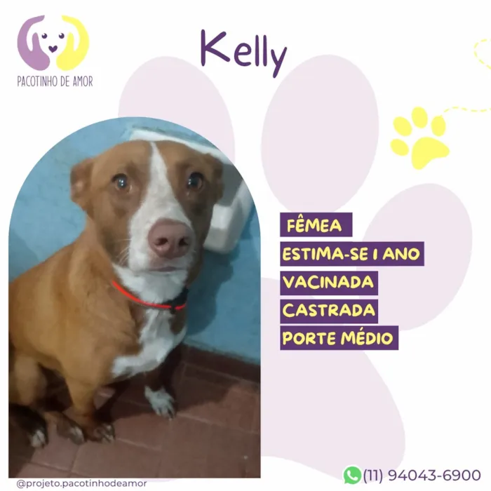 Cachorro raça SRD-ViraLata idade 1 ano nome Kelly