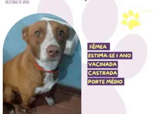 Cachorro raça SRD-ViraLata idade 1 ano nome Kelly