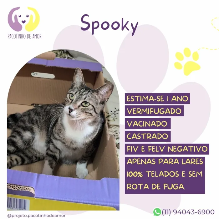 Gato raça SRD-ViraLata idade 1 ano nome Spooky