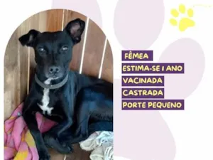 Cachorro raça SRD-ViraLata idade 1 ano nome Aninha