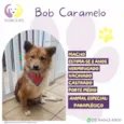 Bob Caramelo