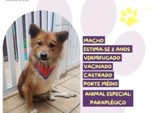 Cachorro raça SRD-ViraLata idade 2 anos nome Bob Caramelo