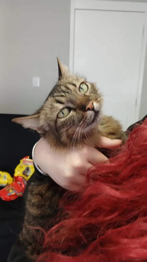 Gato raça SRD-ViraLata idade 2 anos nome (sem nome)