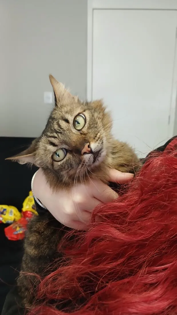 Gato raça SRD-ViraLata idade 2 anos nome (sem nome)