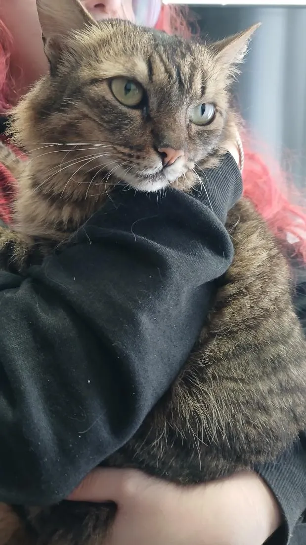 Gato raça SRD-ViraLata idade 2 anos nome (sem nome)