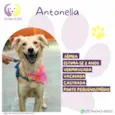 Antonella