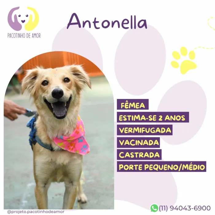 Cachorro raça SRD-ViraLata idade 2 anos nome Antonella