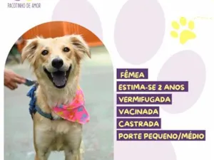 Cachorro raça SRD-ViraLata idade 2 anos nome Antonella