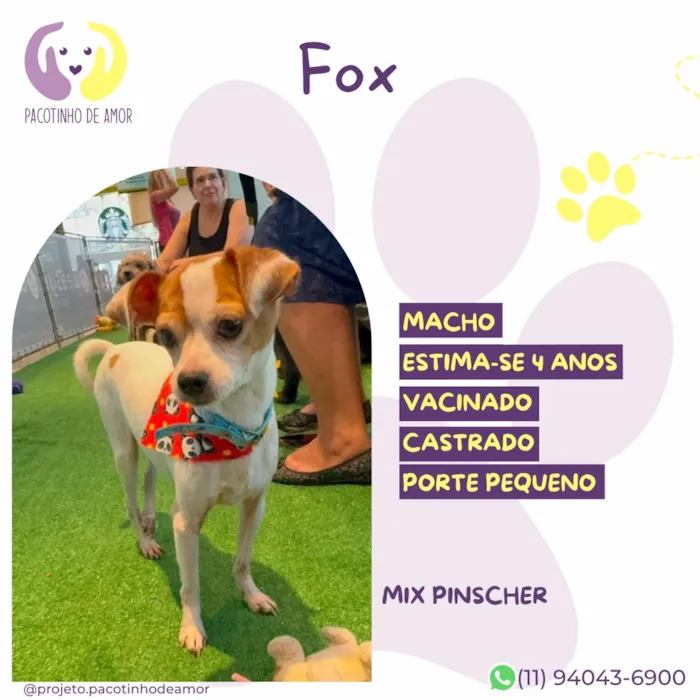 Cachorro raça SRD-ViraLata idade 4 anos nome Fox
