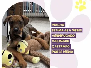 Cachorro raça SRD-ViraLata idade 2 a 6 meses nome Atlas