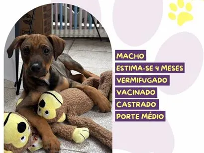 Cachorro raça SRD-ViraLata idade 2 a 6 meses nome Atlas