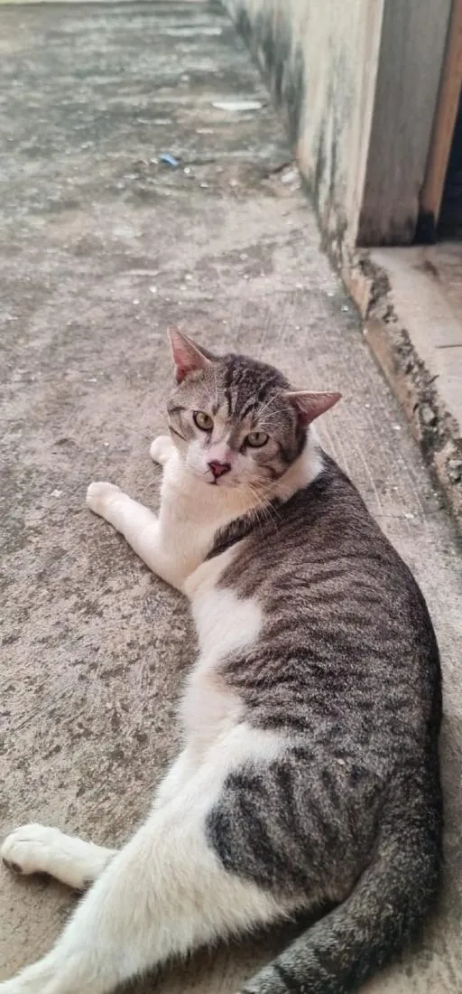 Gato raça SRD-ViraLata idade 2 anos nome Pingo