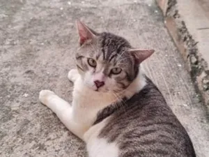 Gato raça SRD-ViraLata idade 2 anos nome Pingo