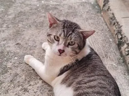 Gato raça SRD-ViraLata idade 2 anos nome Pingo