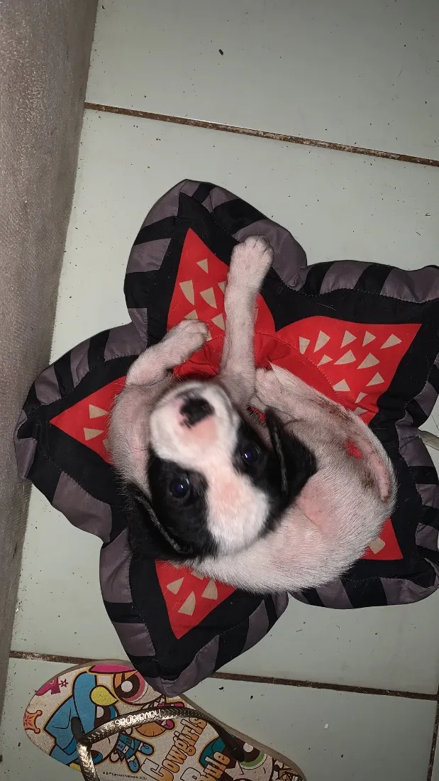 Cachorro raça SRD-ViraLata idade 2 a 6 meses nome Luffy