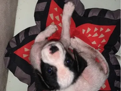 Cachorro raça SRD-ViraLata idade 2 a 6 meses nome Luffy
