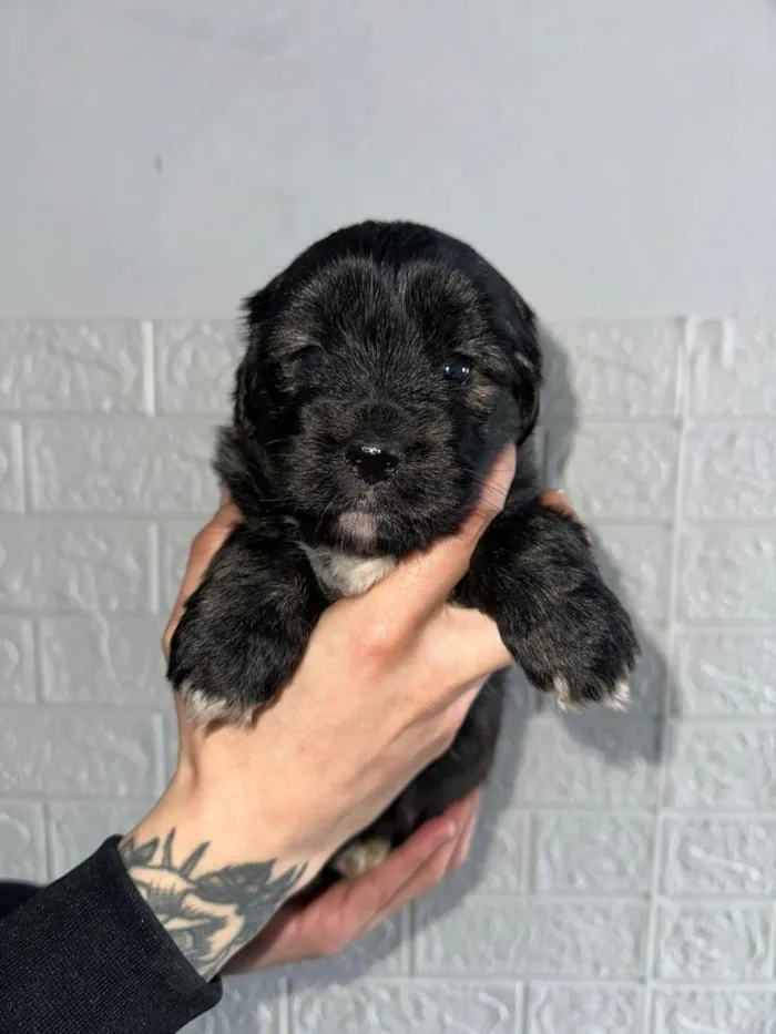 Cachorro raça SRD-ViraLata idade Abaixo de 2 meses nome filhotes