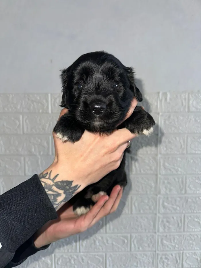 Cachorro raça SRD-ViraLata idade Abaixo de 2 meses nome filhotes