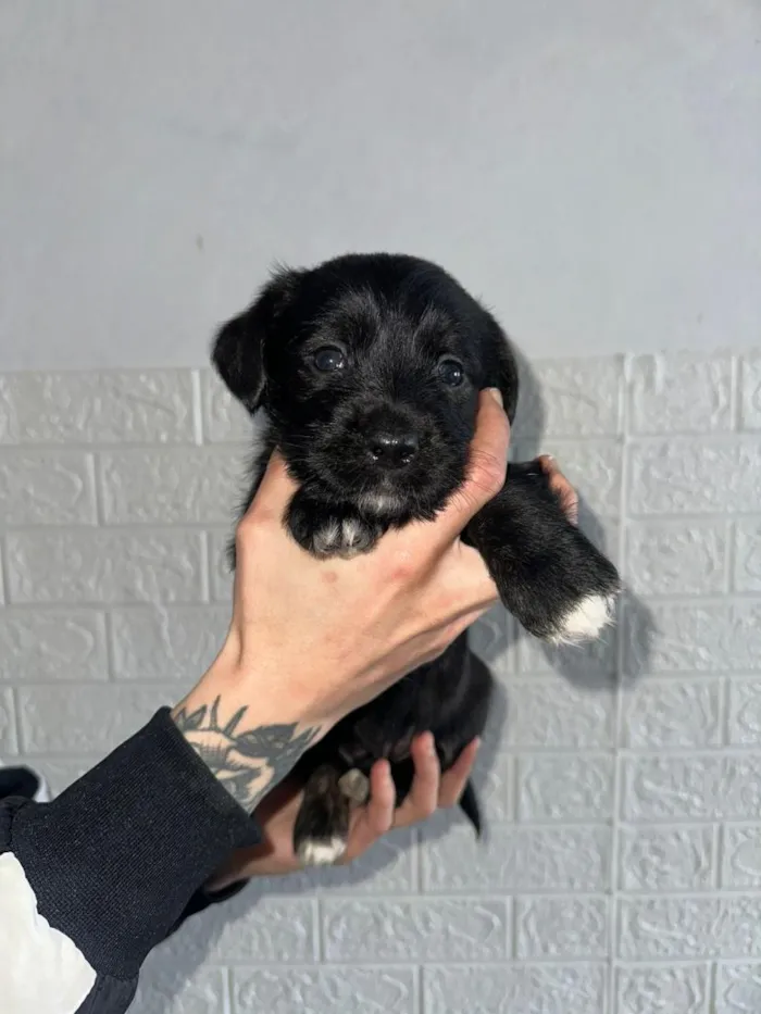Cachorro raça SRD-ViraLata idade Abaixo de 2 meses nome filhotes