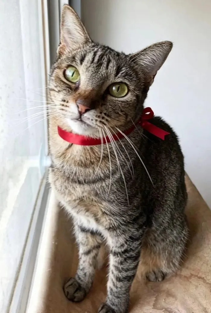 Gato raça SRD-ViraLata idade 3 anos nome Laurinha