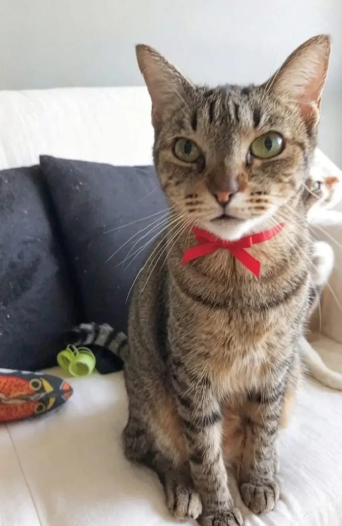 Gato raça SRD-ViraLata idade 3 anos nome Laurinha