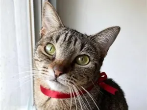 Gato raça SRD-ViraLata idade 3 anos nome Laurinha