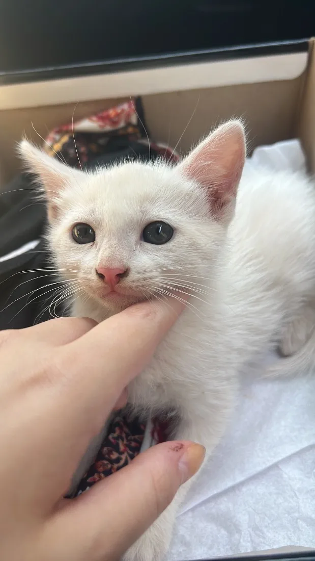Gato raça SRD-ViraLata idade 2 a 6 meses nome Lucas