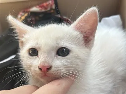 Gato raça SRD-ViraLata idade 2 a 6 meses nome Lucas