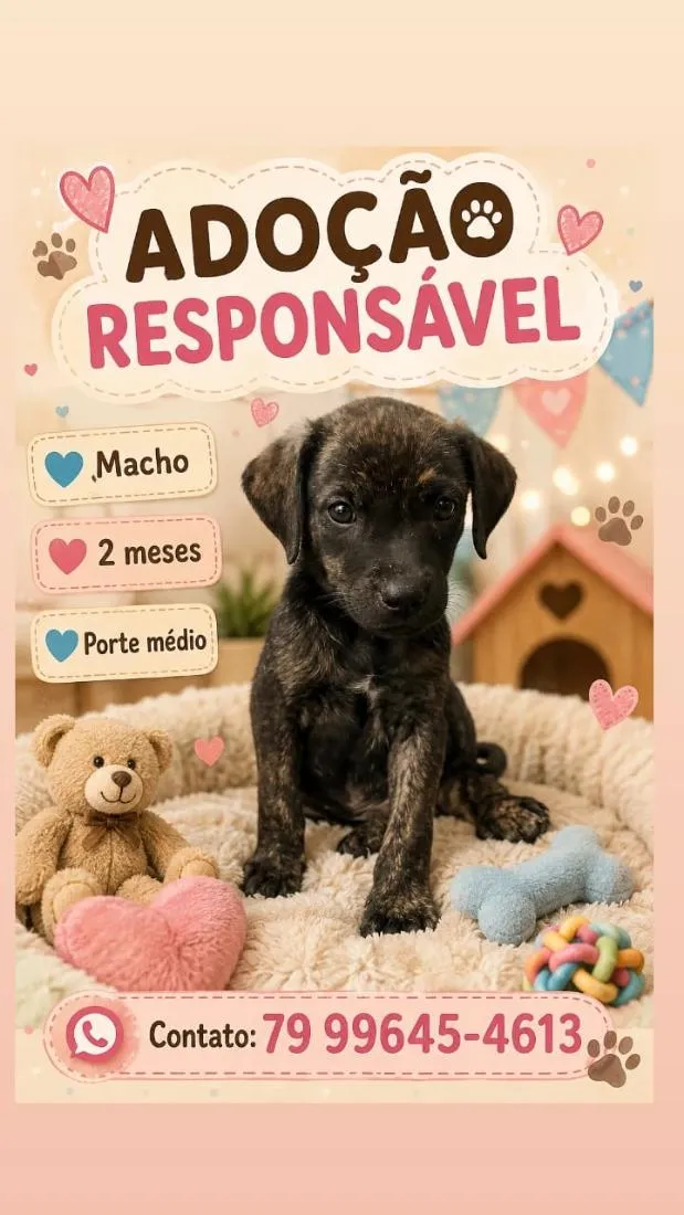 Cachorro raça SRD-ViraLata idade 2 a 6 meses nome Adoção 