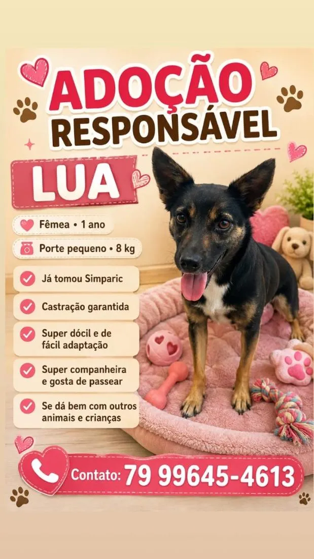 Cachorro raça SRD-ViraLata idade 2 a 6 meses nome Adoção 