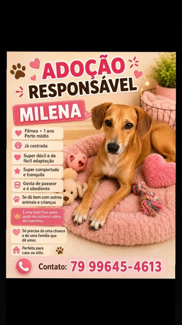 Cachorro raça SRD-ViraLata idade 2 a 6 meses nome Adoção 