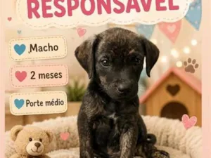 Cachorro raça SRD-ViraLata idade 2 a 6 meses nome Adoção 