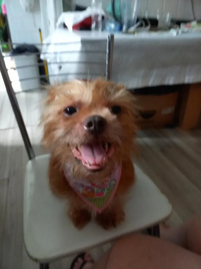 Cachorro raça Shitzu idade 5 anos nome Hanna