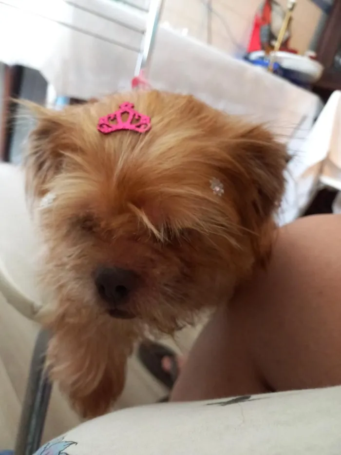 Cachorro raça Shitzu idade 5 anos nome Hanna