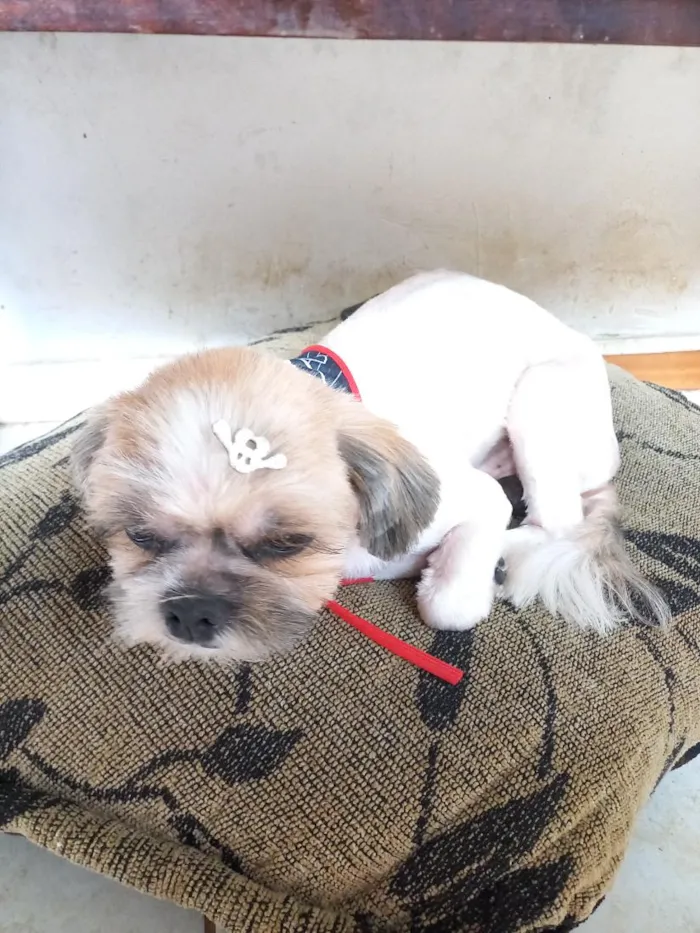 Cachorro raça Shitzu idade 4 anos nome Billy